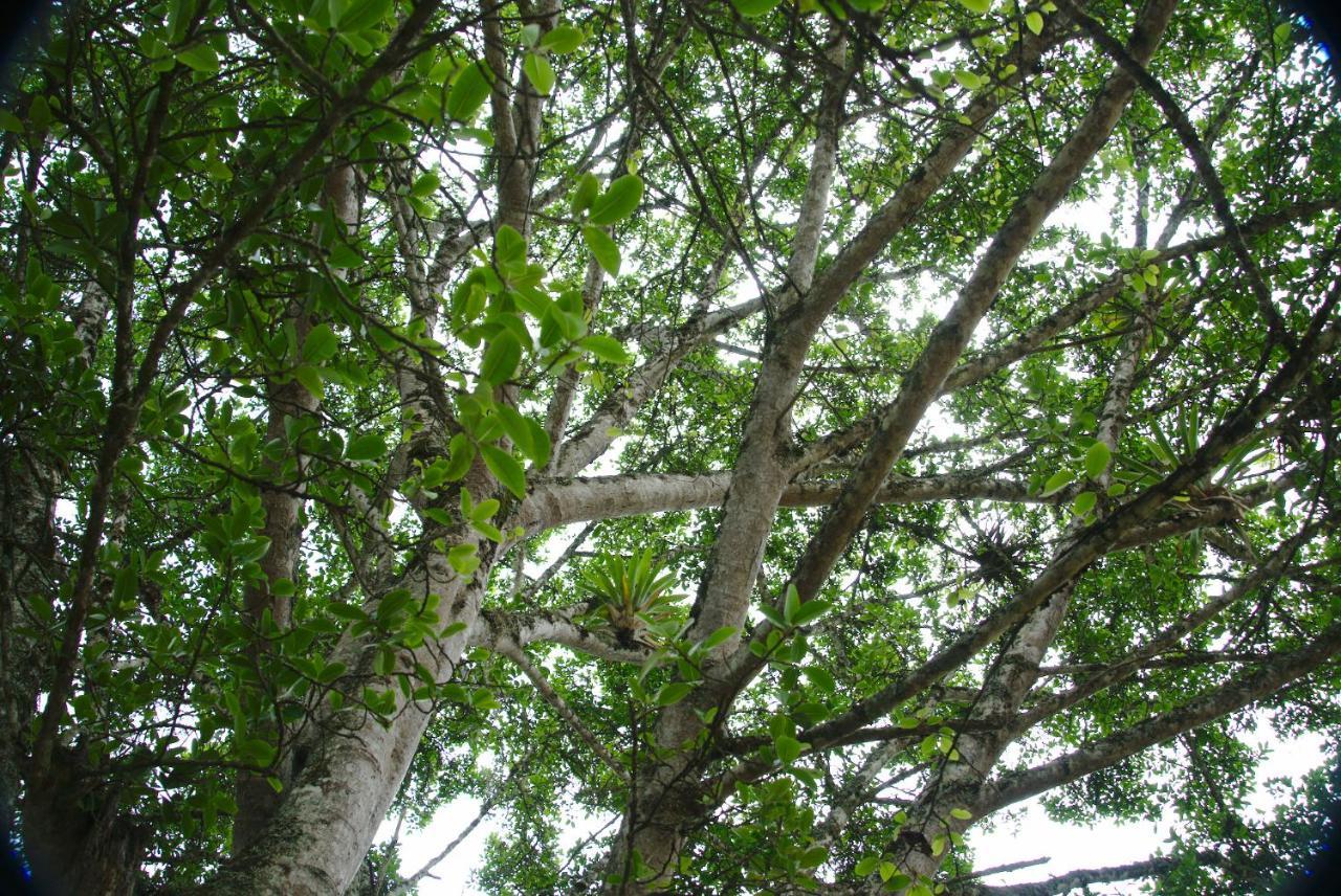 Finca Umnisa - Choachí Dış mekan fotoğraf